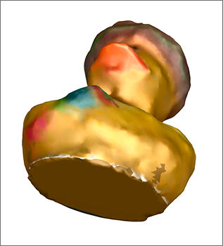 duck with added colours from cinema4d